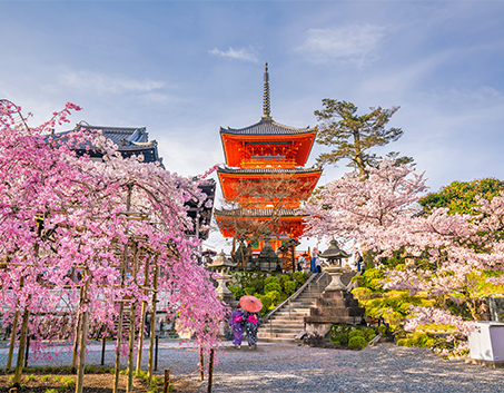 Sakura Season Japan